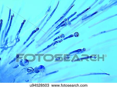Stock Image - blue background, bubbles, close-up. Fotosearch