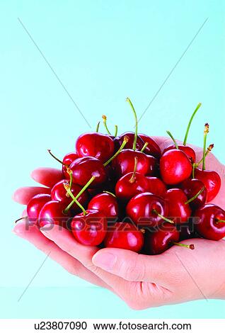 blue, cherries, close-up, fresh fruit View Large Photo Image Stock Image - blue, cherries, close-up, fresh fruit. Fotosearch
