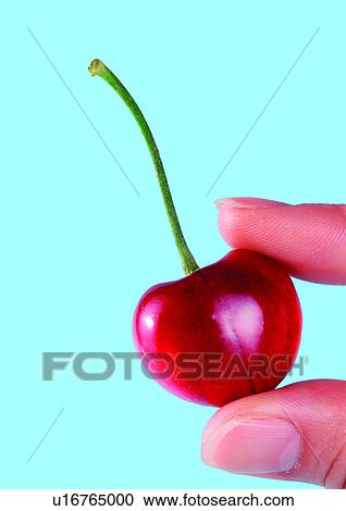 blue, cherry, close-up, fresh fruit View Large Photo Image Stock Image - blue, cherry, close-up, fresh fruit. Fotosearch