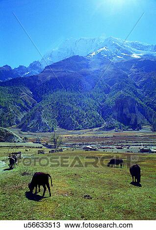 Stock Image - Blue Sky, Cattle, Day, Domestic Animal, Environment. Fotosearch