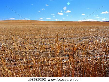 Stock Image - Blue Sky, Farming, Environment, Day, Agriculture. Fotosearch