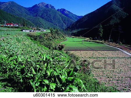 Stock Photography - Blue Sky, Field, Environment, Day, Agriculture. Fotosearch