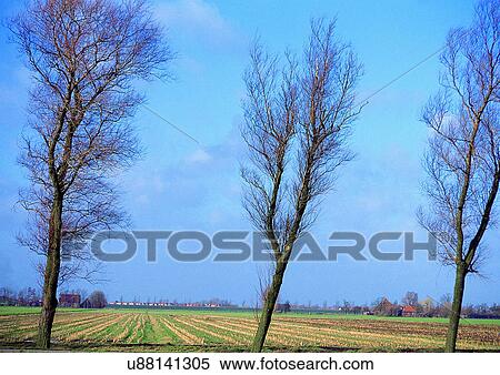 Stock Photography - Blue Sky, Field, Environment, Day, Agriculture. Fotosearch