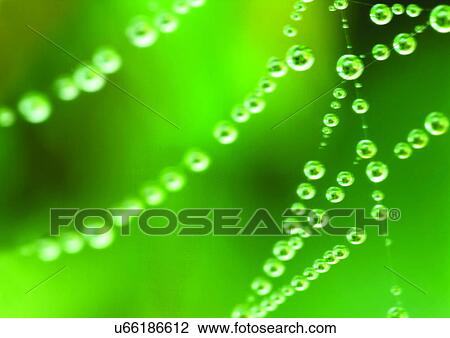blur, close-up, dew View Large Photo Image Stock Image - blur, close-up, dew. Fotosearch