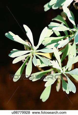 Stock Photo - Branch, Fresh, Flavor, Day, Aromatics. Fotosearch