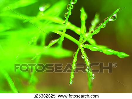bright, close-up, cold View Large Photo Image Stock Photography - bright, close-up, cold. Fotosearch