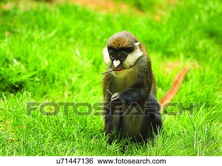 Stock Photograph - bright, confined, attitude. Fotosearch