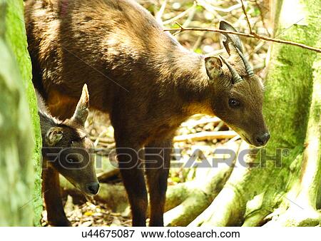 Stock Photo - brown, buck, attitude. Fotosearch