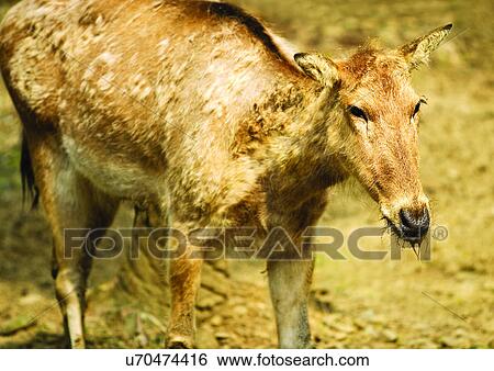 Stock Photograph - brown, buck, attitude. Fotosearch
