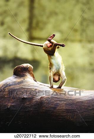 Stock Image - brown, confined, attitude. Fotosearch