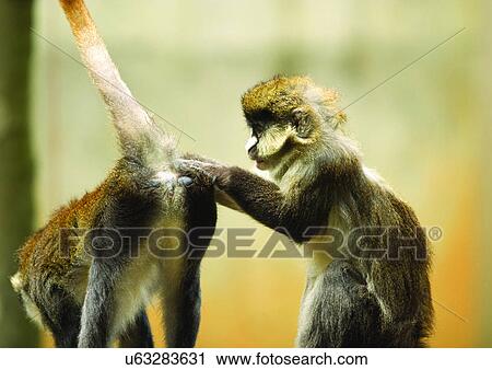 Stock Image - brown, confined, attitude. Fotosearch