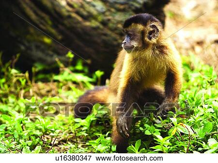 Stock Photo - brown, confined, attitude. Fotosearch