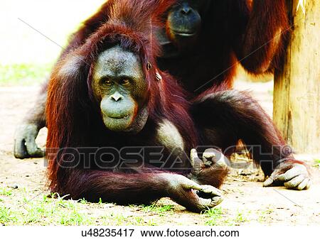 Stock Photo - brown, confined, attitude. Fotosearch