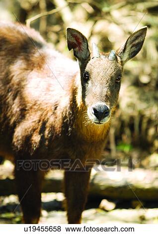 buck, confined, attitude View Large Photo Image Stock Photo - buck, confined, attitude. Fotosearch