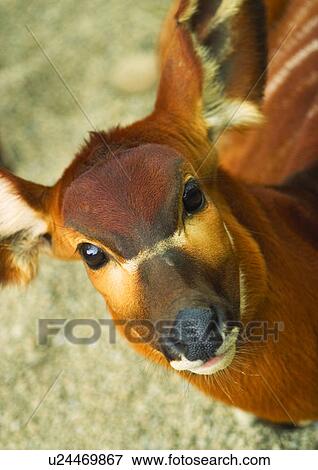 Stock Photo - buck, confined, attitude. Fotosearch