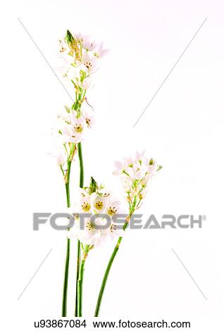 Picture - Bud, Fragility, Green, Indoor. Fotosearch