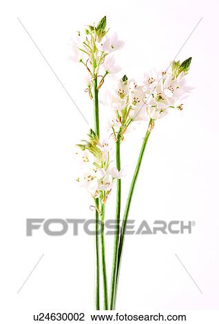 Stock Image - Bud, Fragility, Green, Indoor. Fotosearch