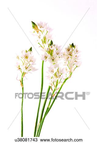 Stock Image - Bud, Fragility, Green, Indoor. Fotosearch