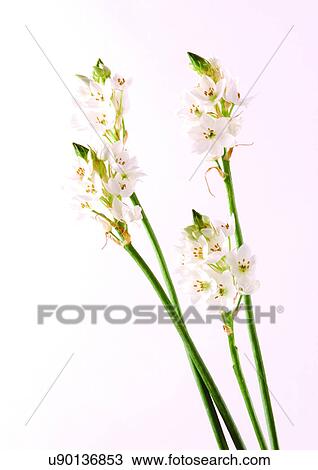 Bud, Fragility, Green, Indoor View Large Photo Image Stock Image - Bud, Fragility, Green, Indoor. Fotosearch