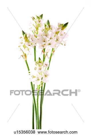 Stock Photo - Bud, Fragility, Green, Indoor. Fotosearch
