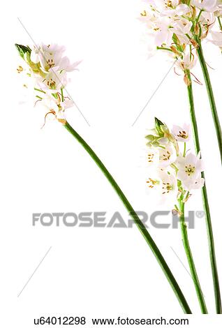 Stock Photo - Bud, Fragility, Green, Indoor. Fotosearch