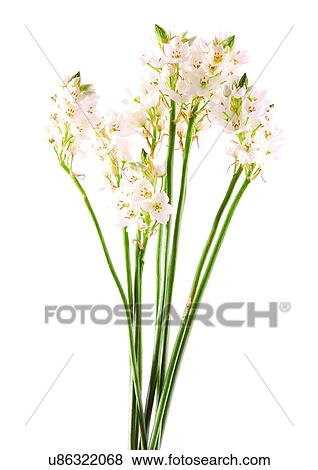 Stock Photo - Bud, Fragility, Green, Indoor. Fotosearch