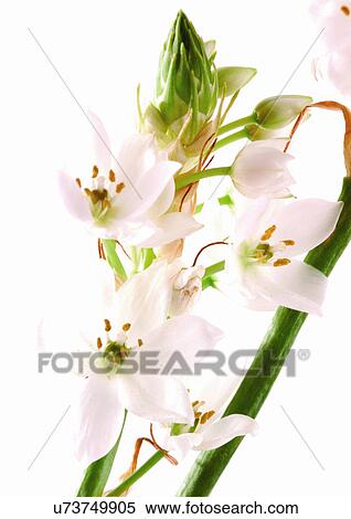 Stock Photography - Bud, Fragility, Green, Indoor. Fotosearch
