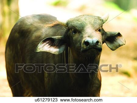 buffalo, confined, attitude View Large Photo Image Stock Image - buffalo, confined, attitude. Fotosearch