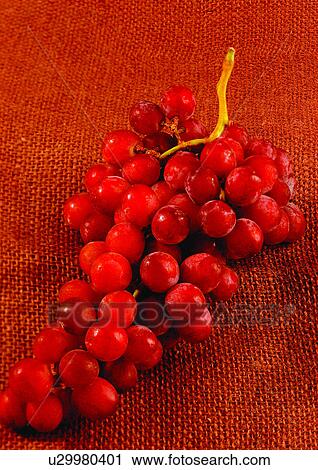 bunch, bunch of grapes, close-up, fresh fruit View Large Photo Image Stock Image - bunch, bunch of grapes, close-up, fresh fruit. Fotosearch