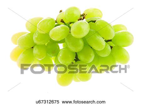 bunch, bunch of grapes, close-up, fresh fruit View Large Photo Image Stock Photography - bunch, bunch of grapes, close-up, fresh fruit. Fotosearch