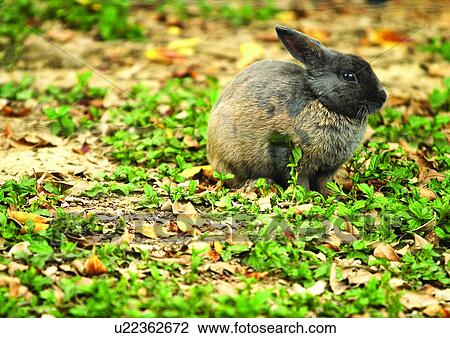 Stock Image - bunny, confined, attitude. Fotosearch