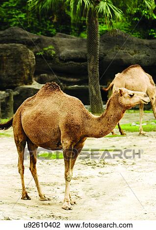 Stock Image - camel, captive, attitude. Fotosearch