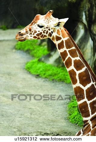 camelopard, confined, attitude View Large Photo Image Stock Image - camelopard, confined, attitude. Fotosearch