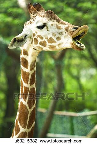 Stock Image - camelopard, confined, attitude. Fotosearch