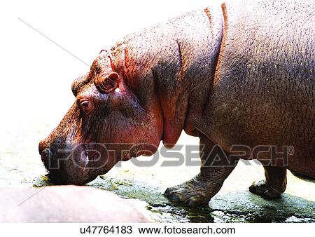 Stock Image - captive, captivity, attitude. Fotosearch