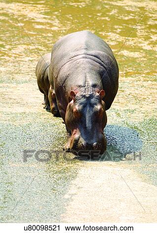 Stock Image - captive, captivity, attitude. Fotosearch