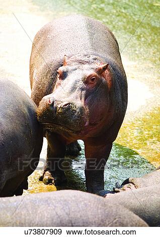 Stock Photo - captive, captivity, attitude. Fotosearch