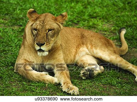 Stock Image - carnivorous, confined, attitude. Fotosearch