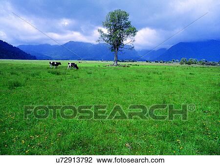 Stock Image - Cattle, Cows, Day, Animals, Group Of Animals. Fotosearch