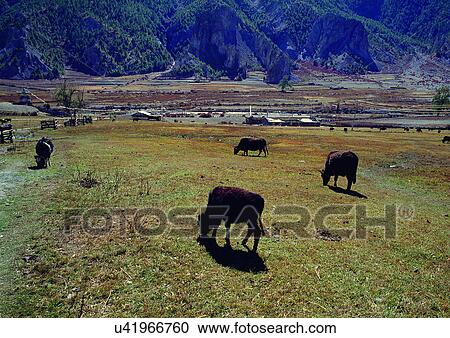 Stock Image - Cattle, Day, Animals, Group Of Animals, Animal Themes. Fotosearch