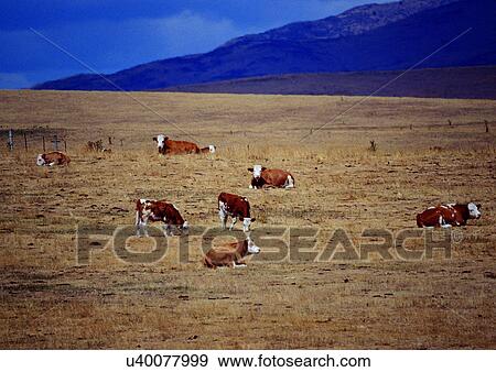 Stock Photo - Cattle, Day, Animals, Group Of Animals, Animal Themes. Fotosearch