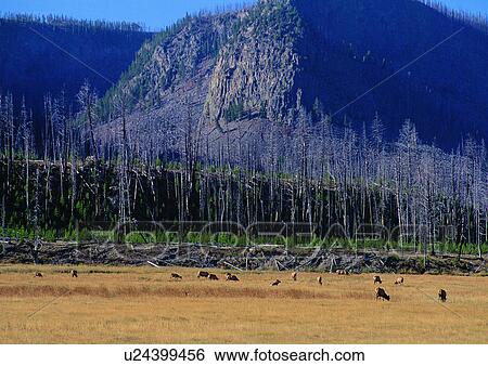 Cattle, Day, Animals, Group Of Animals, Animal Themes View Large Photo Image Stock Photograph - Cattle, Day, Animals, Group Of Animals, Animal Themes. Fotosearch