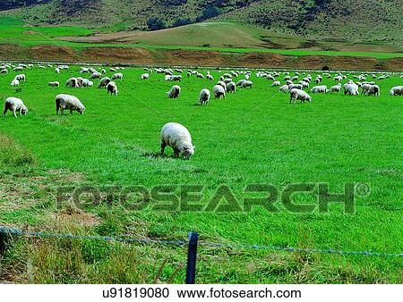 Stock Image - Cattle, Day, Environment, Field, Grass. Fotosearch
