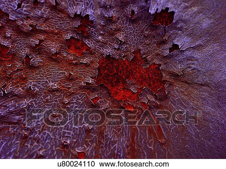 Chipping, Close-Up, Condition, Corroded, Corrosion View Large Photo Image Stock Image - Chipping, Close-Up, Condition, Corroded, Corrosion. Fotosearch