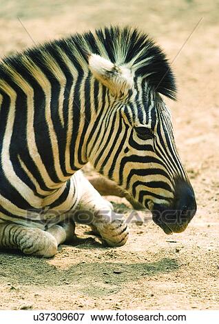 Stock Photo - close, close-up, attitude. Fotosearch