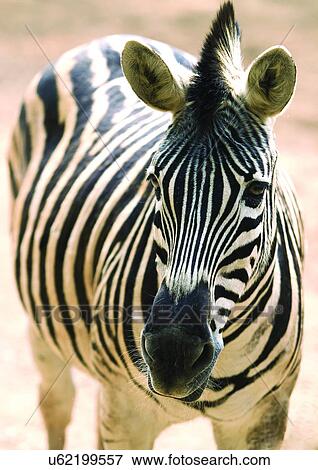 close, close-up, attitude View Large Photo Image Stock Photo - close, close-up, attitude. Fotosearch