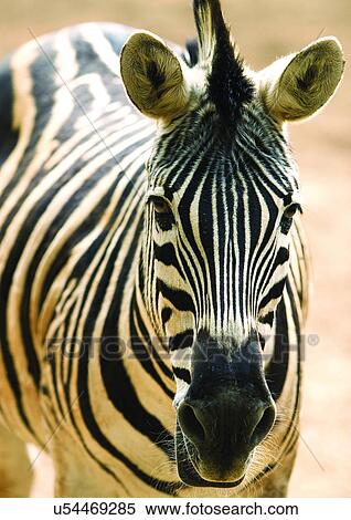 close, close-up, attitude View Large Photo Image Stock Photography - close, close-up, attitude. Fotosearch