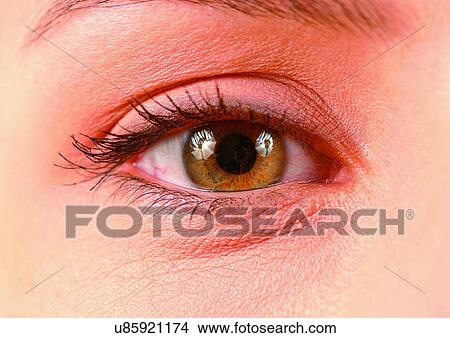 Close-Up, Cornea, Detail, Eye Lashes, Eyeball View Large Photo Image Picture - Close-Up, Cornea, Detail, Eye Lashes, Eyeball. Fotosearch