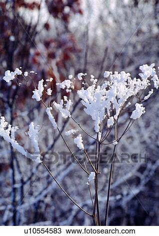 Stock Image - Close-Up, Day, Differential Focus, Outdoor. Fotosearch