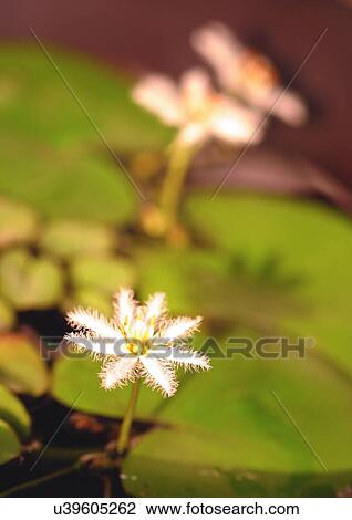 Stock Image - Close-Up, Day, Differential Focus, Outdoor. Fotosearch